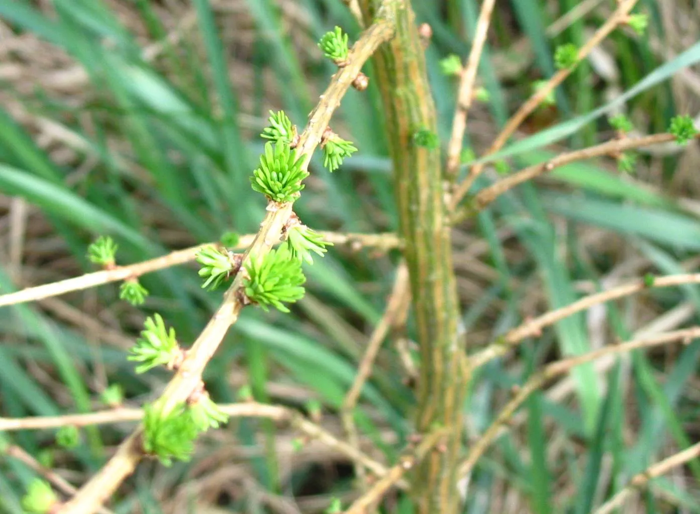 Larch — photograph 2