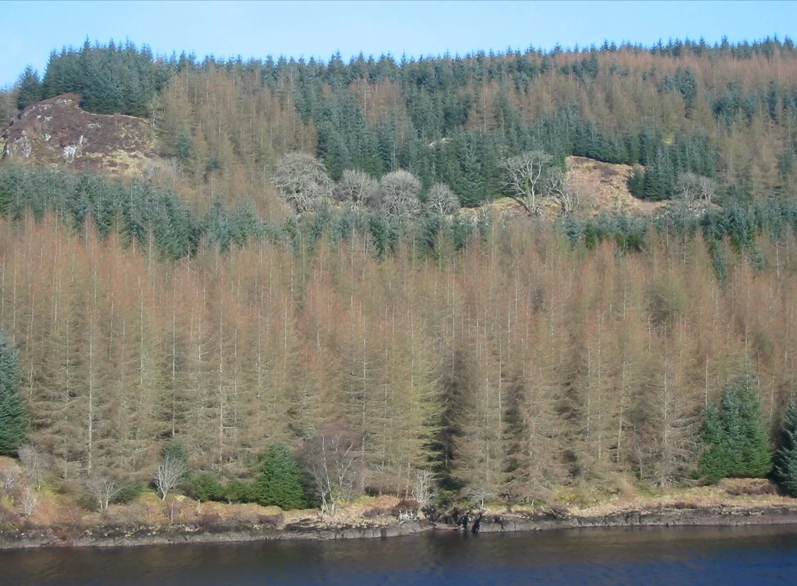 Larch — photograph 3