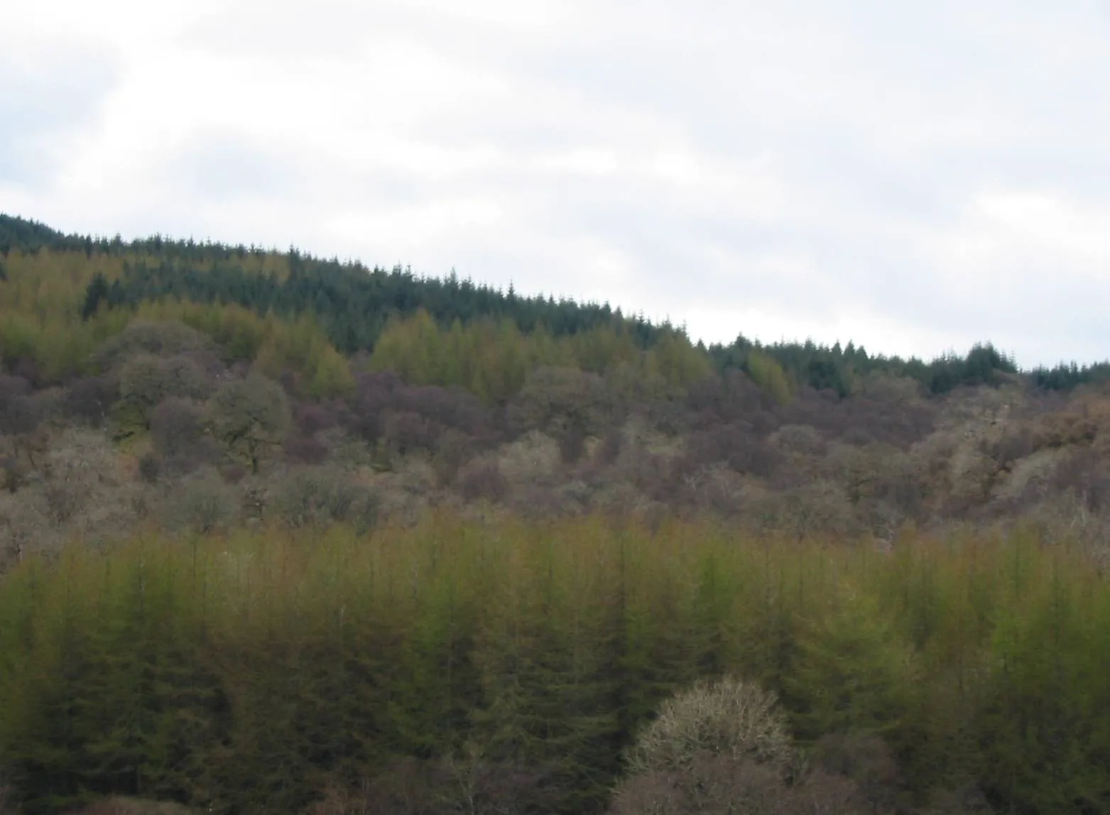 Larch — photograph 4