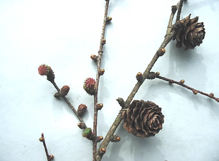 Larch — photograph 5