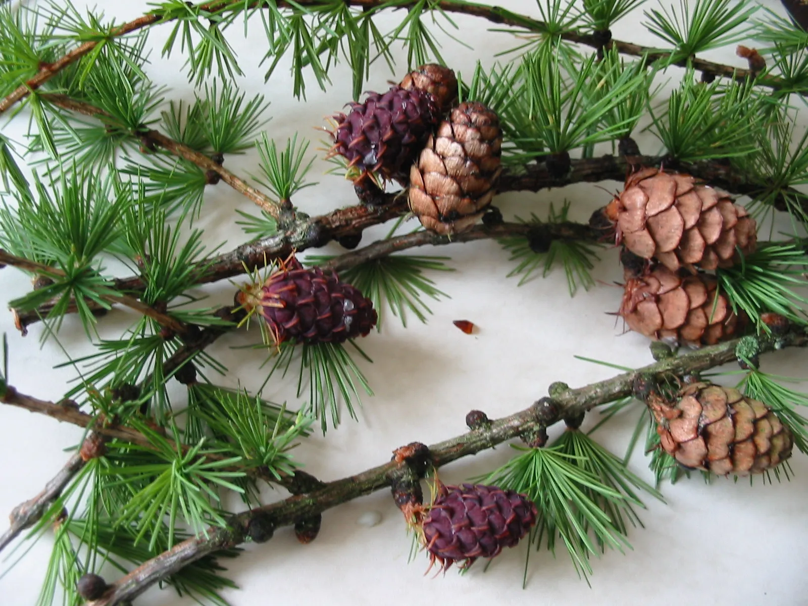 Larch — photograph 6