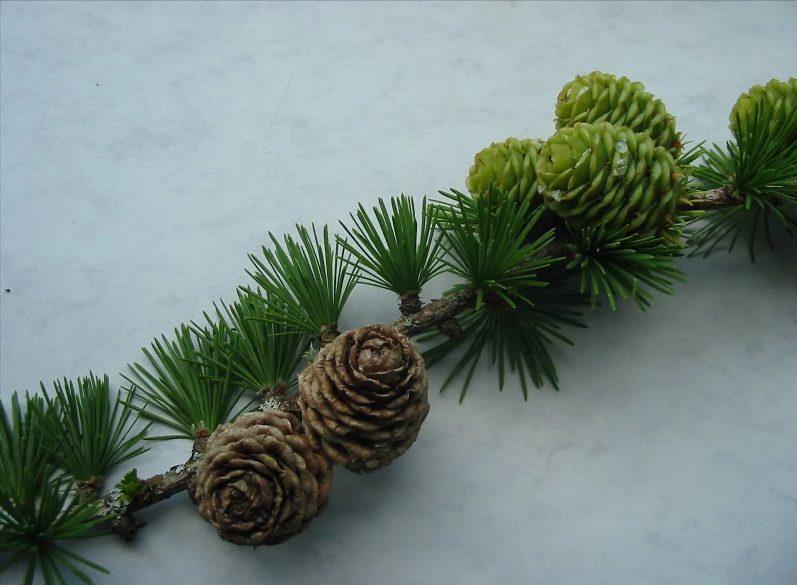 Larch — photograph 7