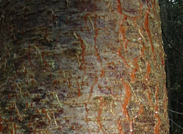 Larch — photograph 8