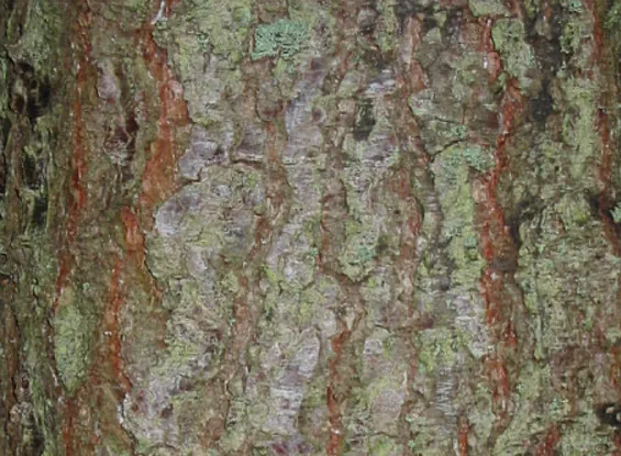 Larch — photograph 9