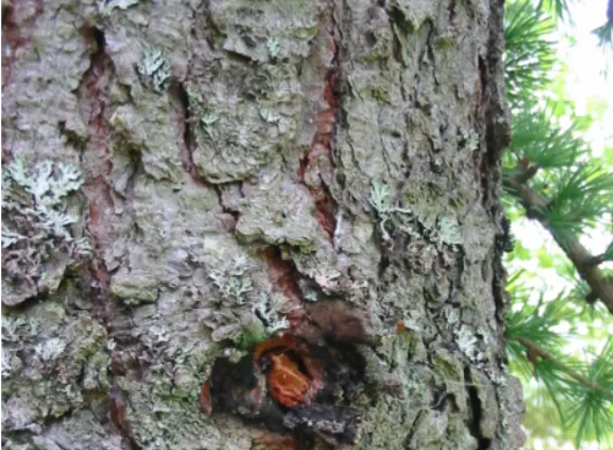 Larch — photograph 10