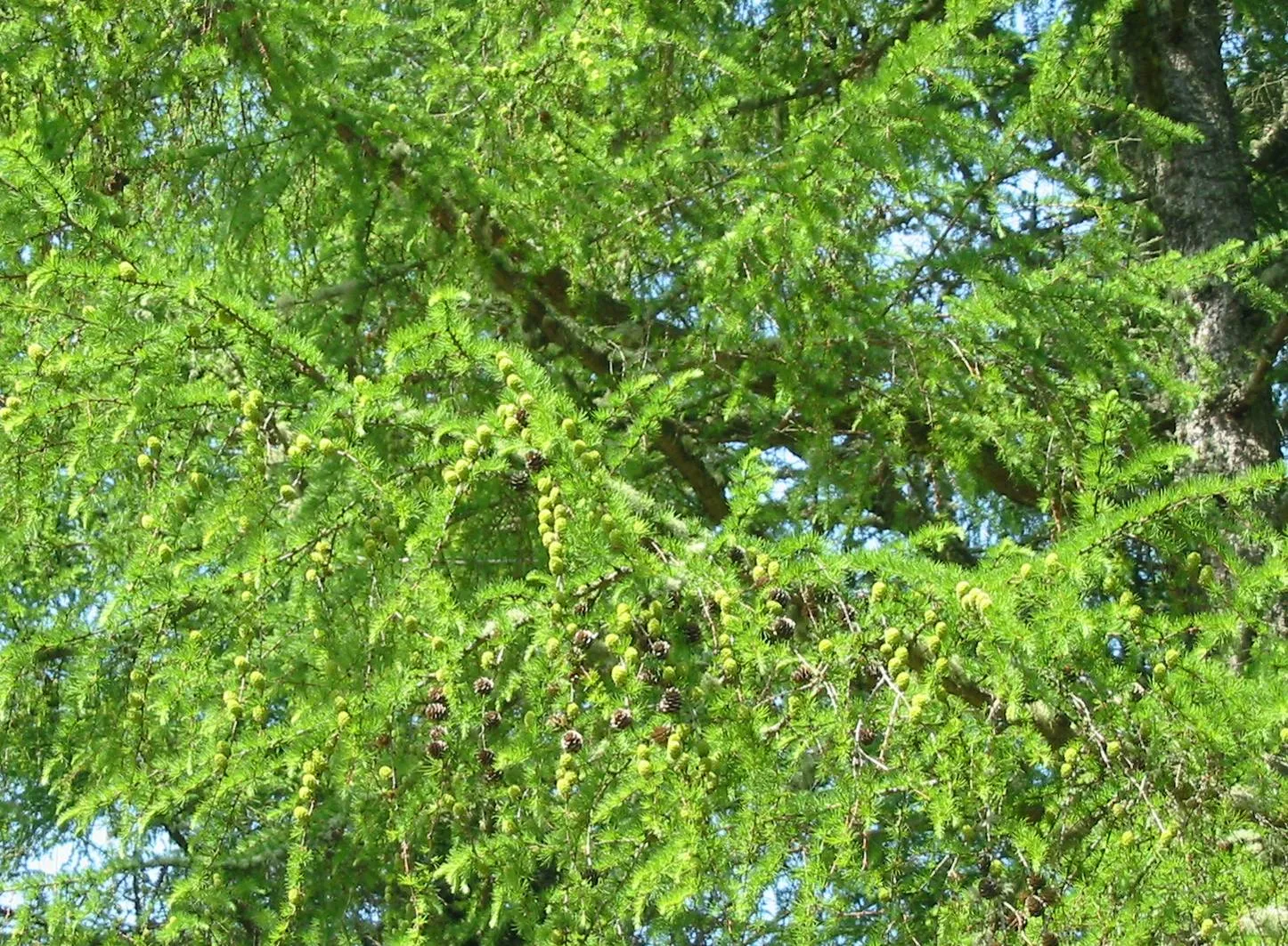 Larch — photograph 11
