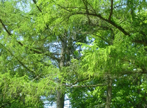 Larch — photograph 13