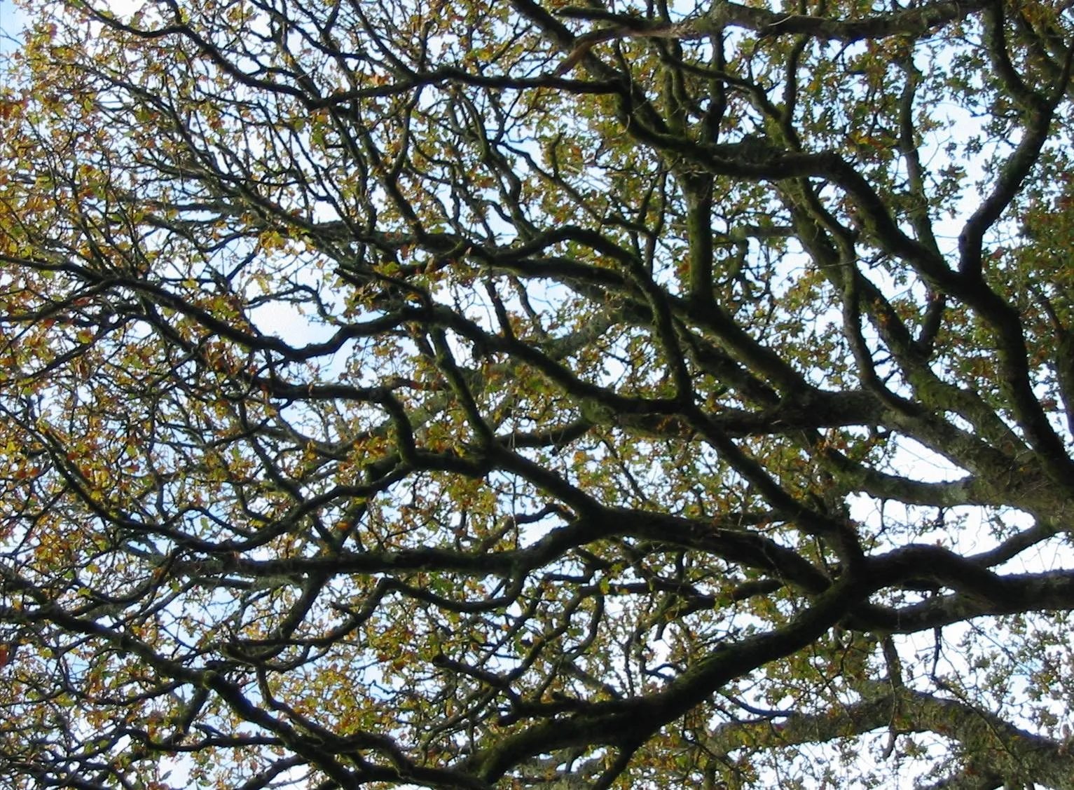 Oak