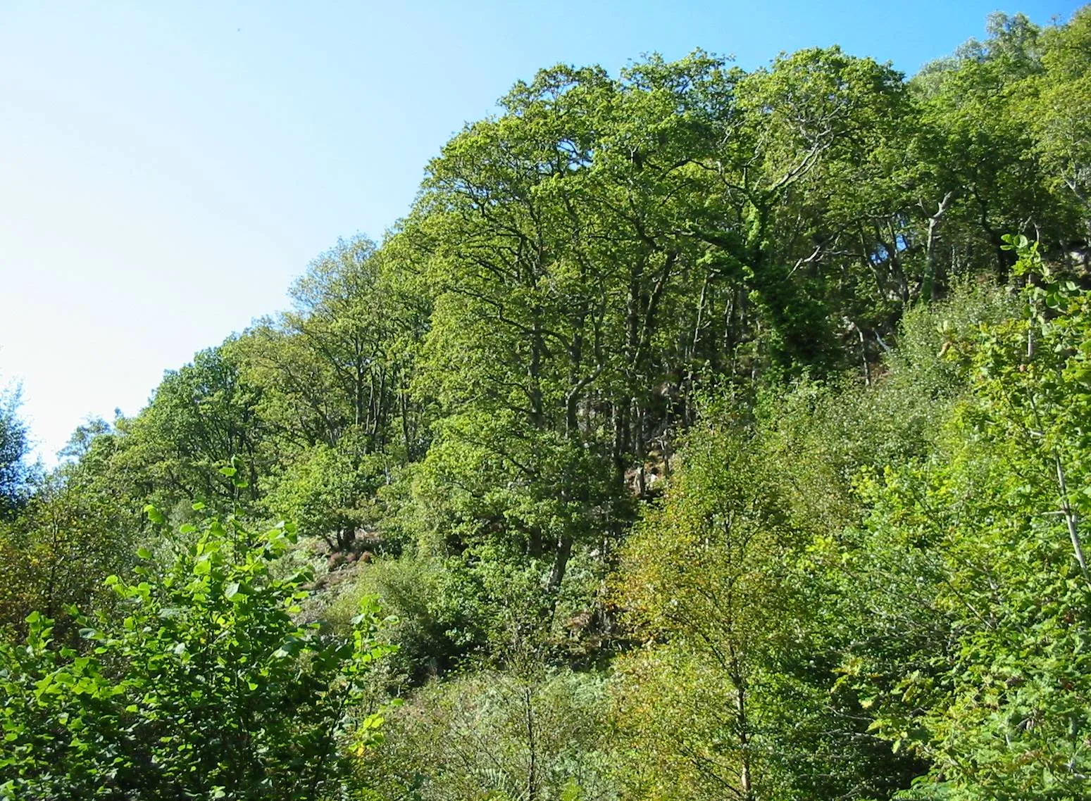 Oak — photograph 2