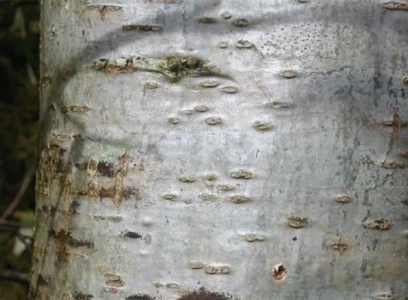 Oak — photograph 3