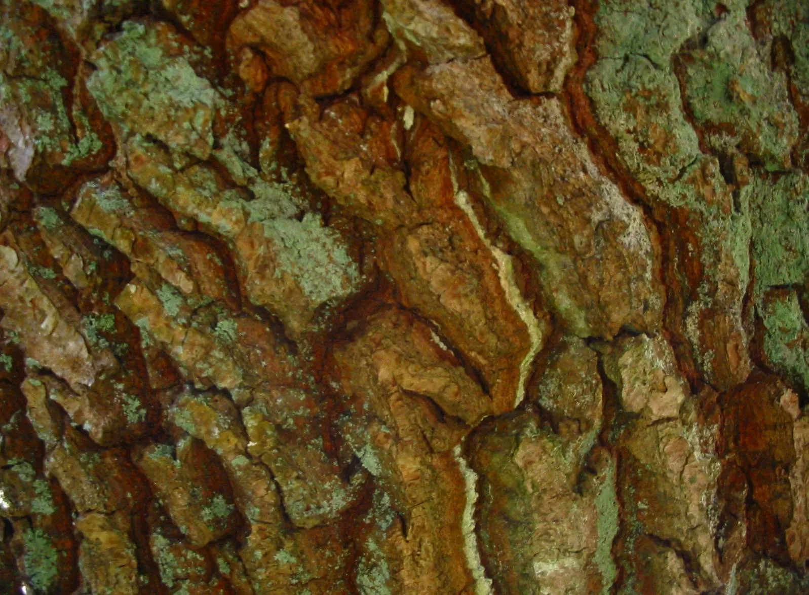 Oak — photograph 4
