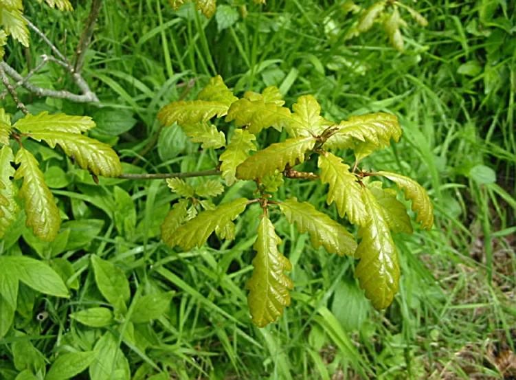 Oak — photograph 5