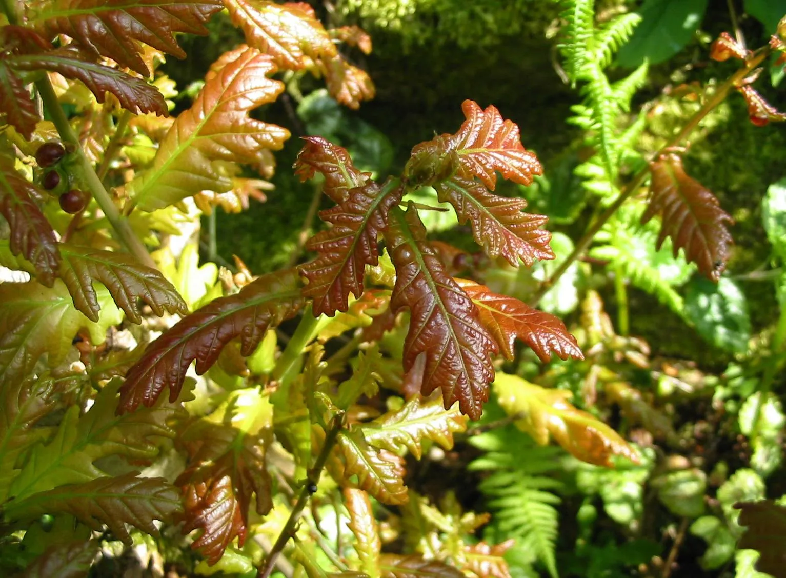 Oak — photograph 6
