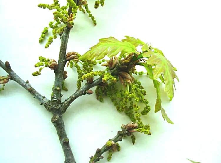 Oak — photograph 7
