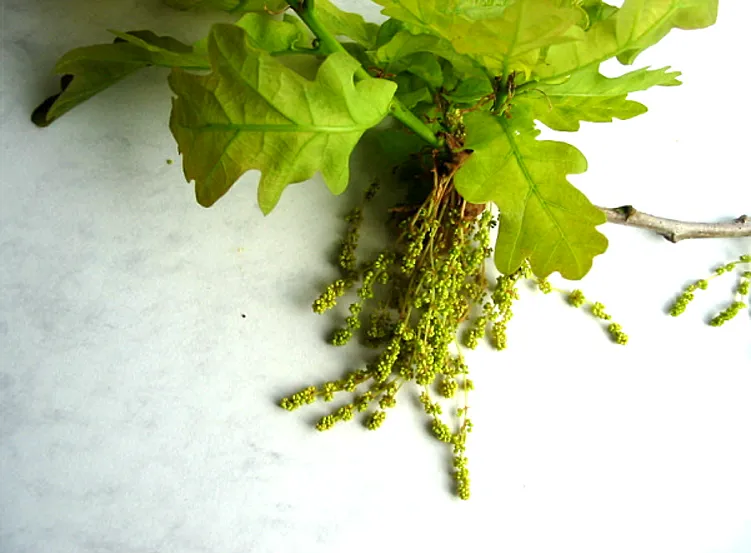 Oak — photograph 8