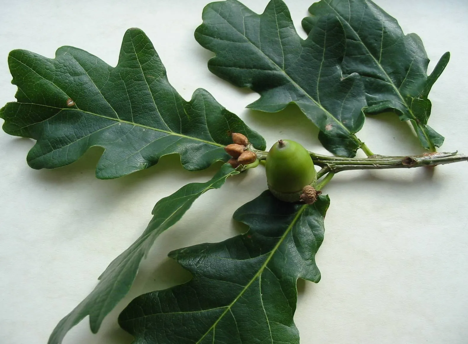 Oak — photograph 9