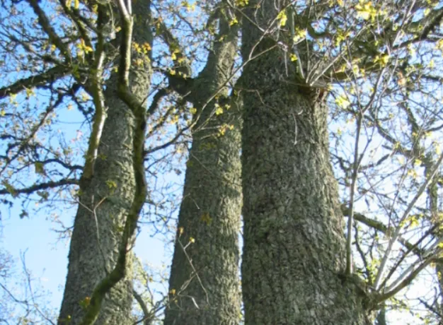Oak — photograph 11