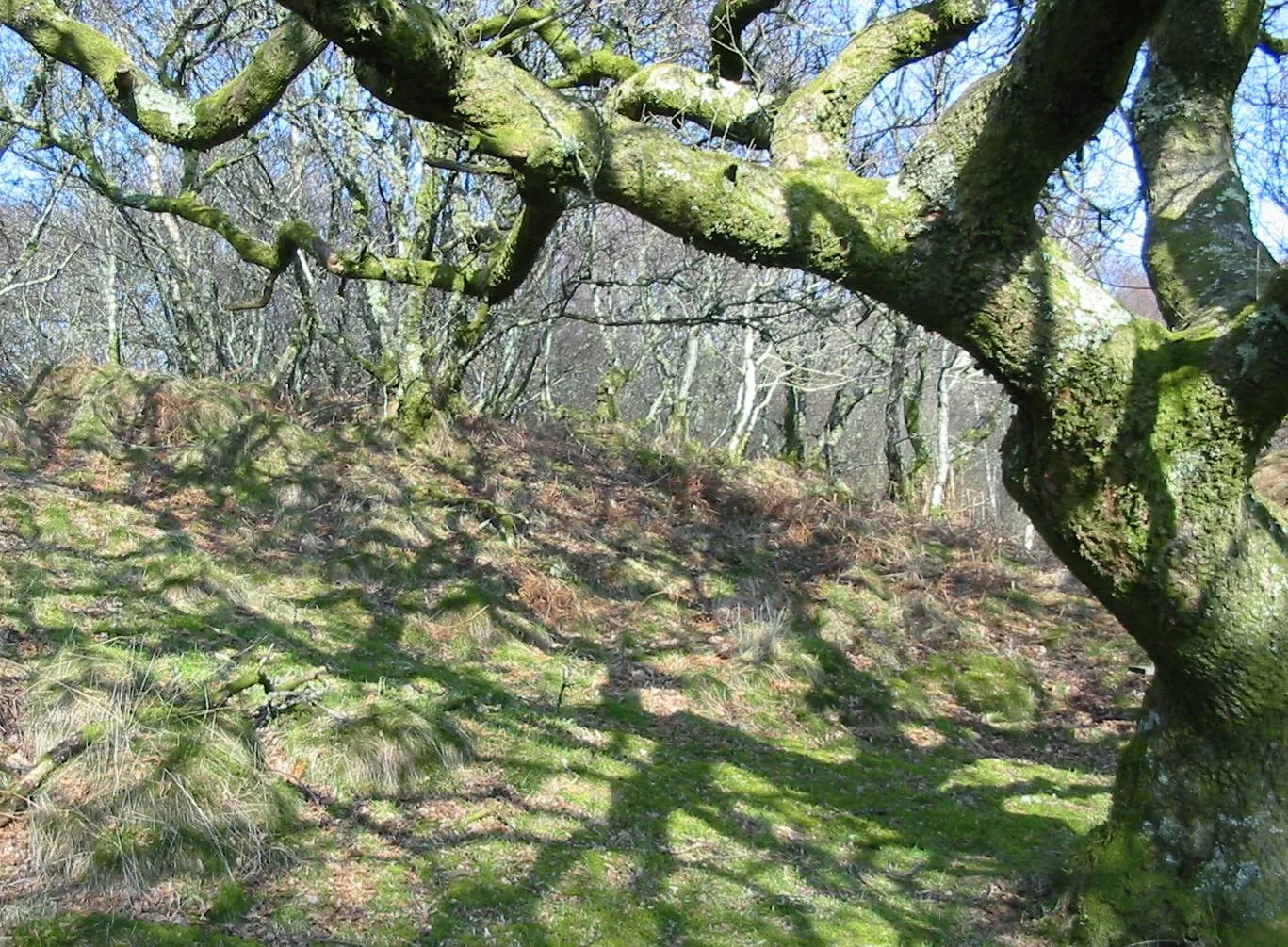 Oak — photograph 12