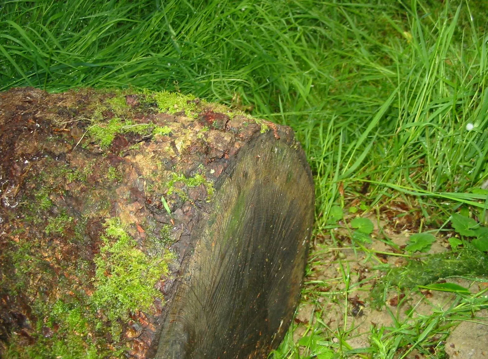 Oak — photograph 13