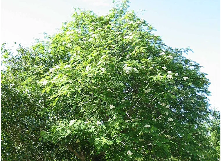 Rowan