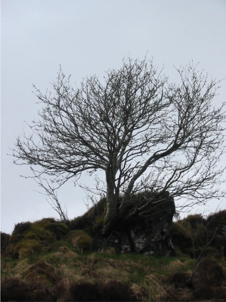 Rowan — photograph 2
