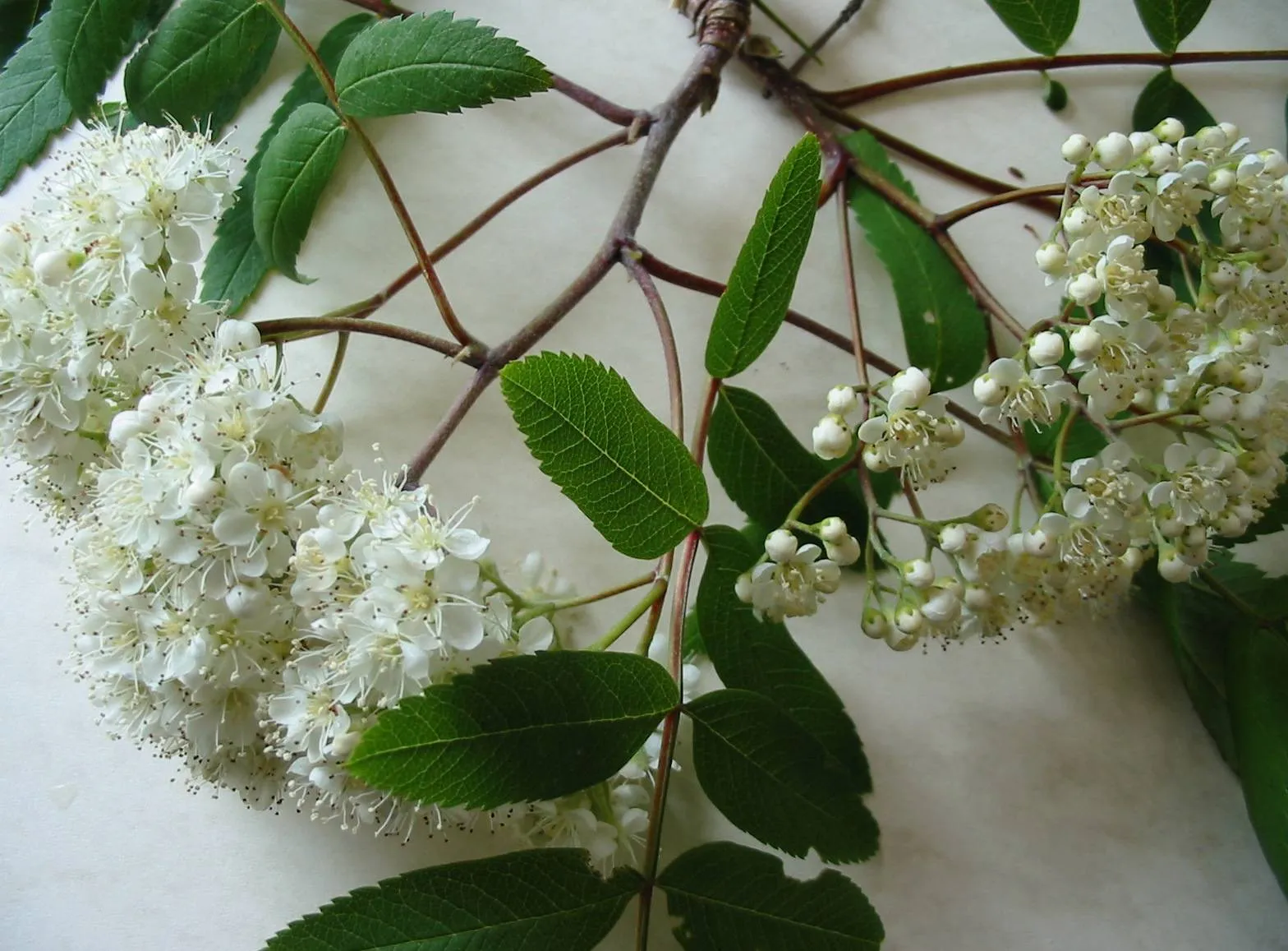 Rowan — photograph 7