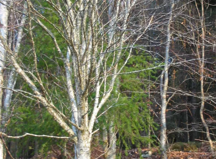 Rowan — photograph 8