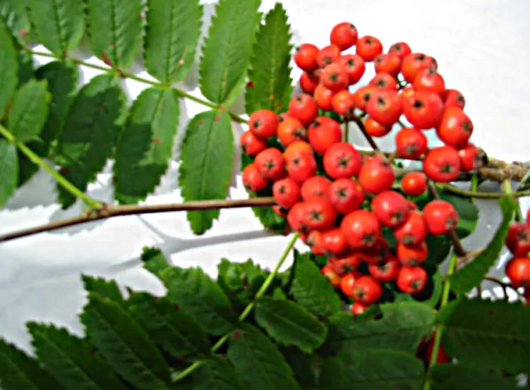 Rowan — photograph 9