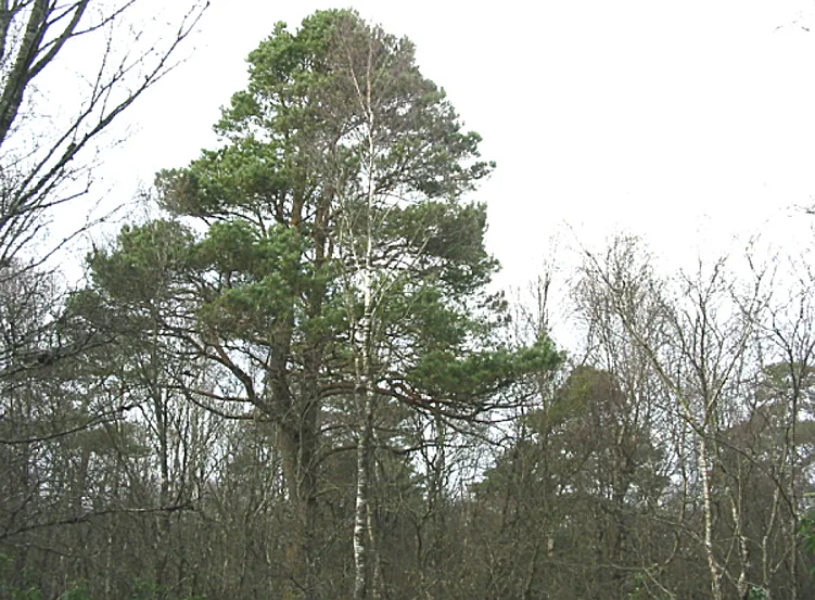 Scots Pine