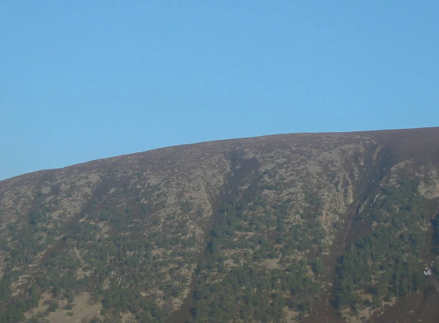Scots Pine — photograph 2