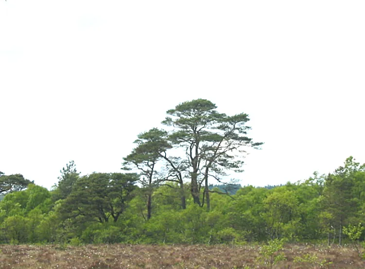 Scots Pine — photograph 3
