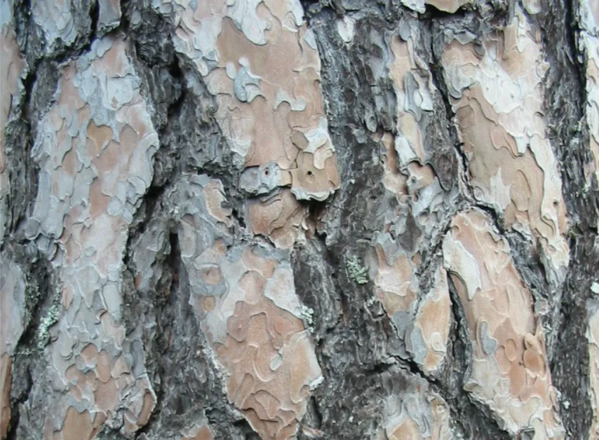 Scots Pine — photograph 4