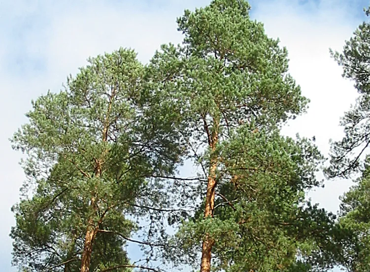 Scots Pine — photograph 5