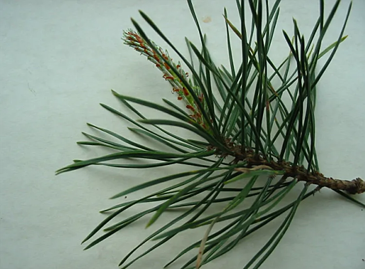 Scots Pine — photograph 6