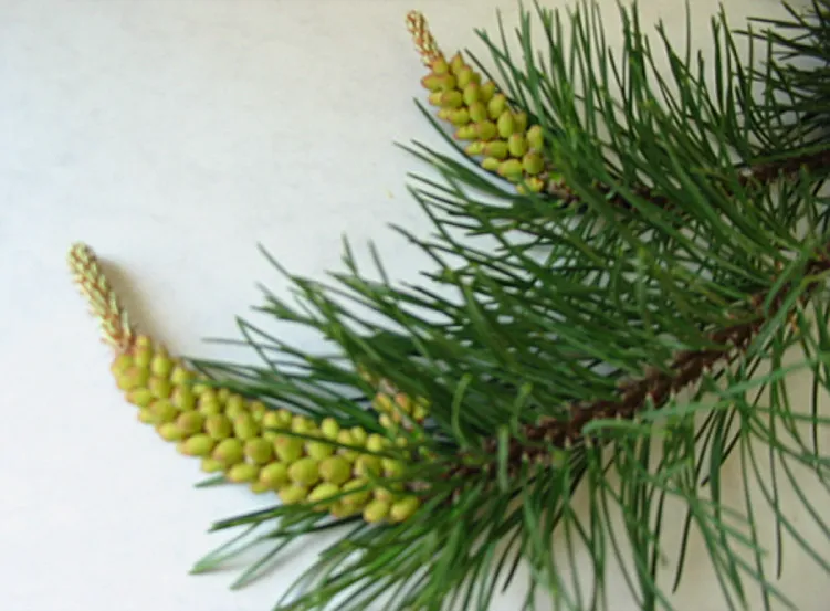 Scots Pine — photograph 7