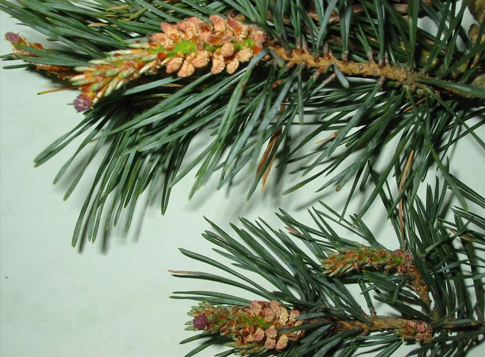 Scots Pine — photograph 8