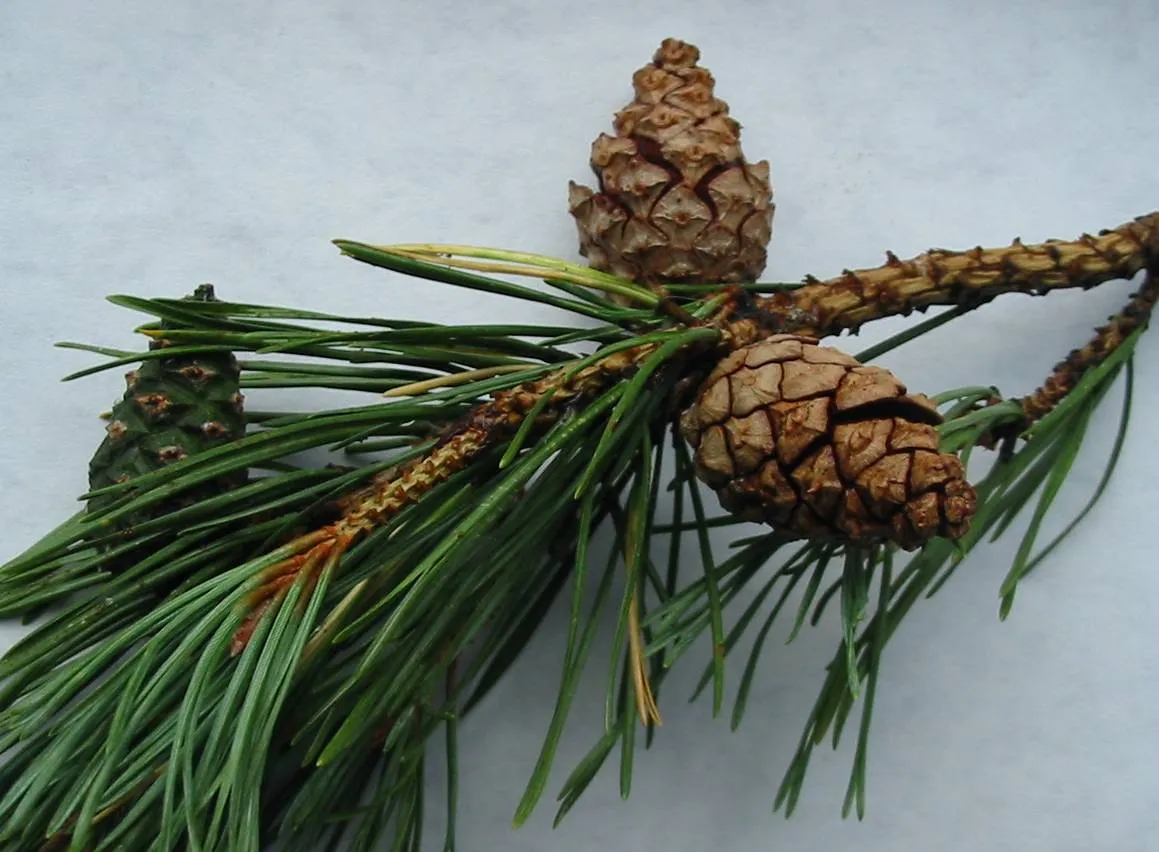 Scots Pine — photograph 9