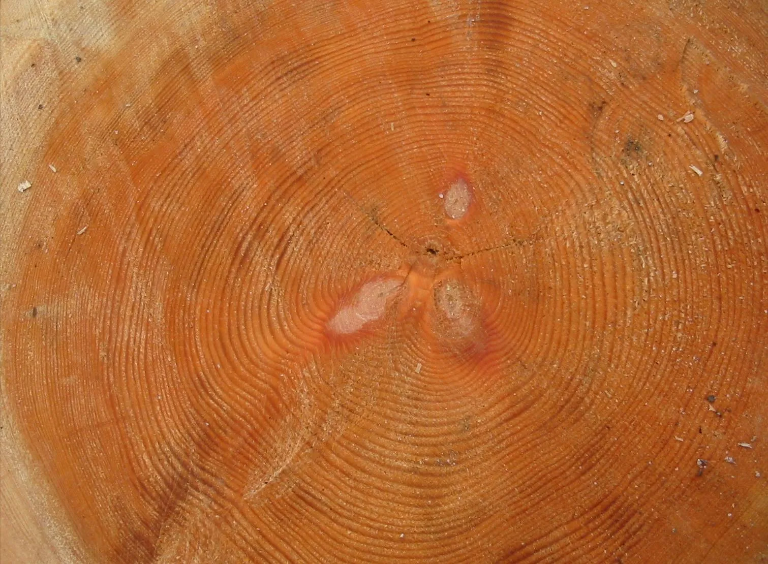 Scots Pine — photograph 11
