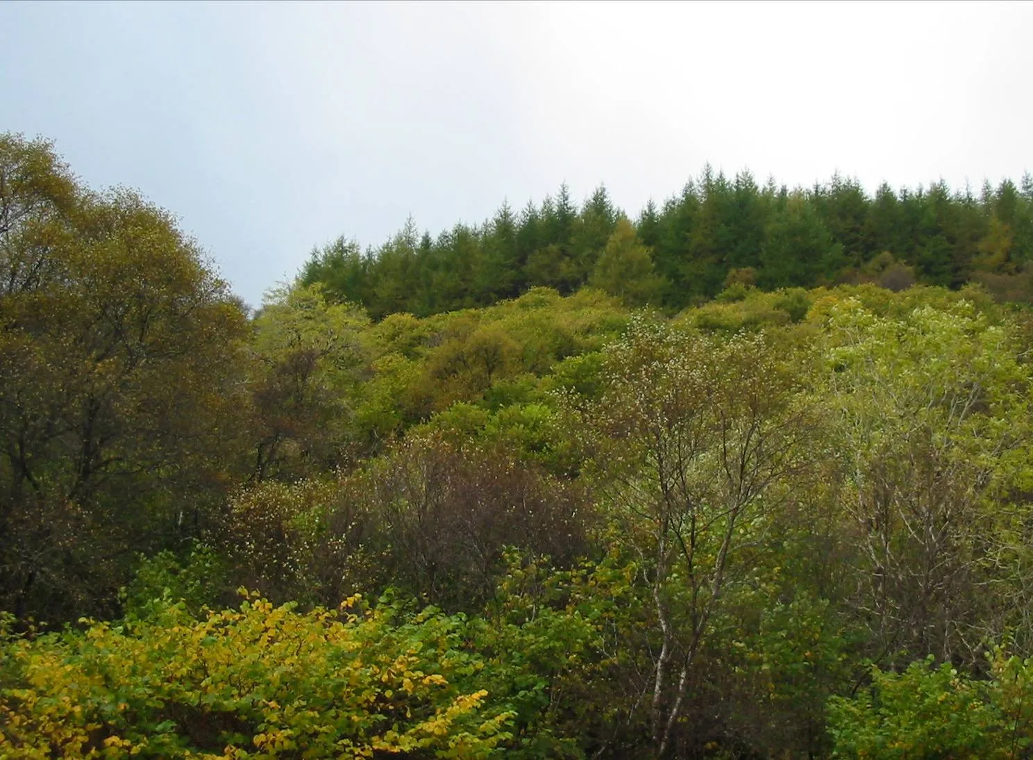 Sitka Spruce