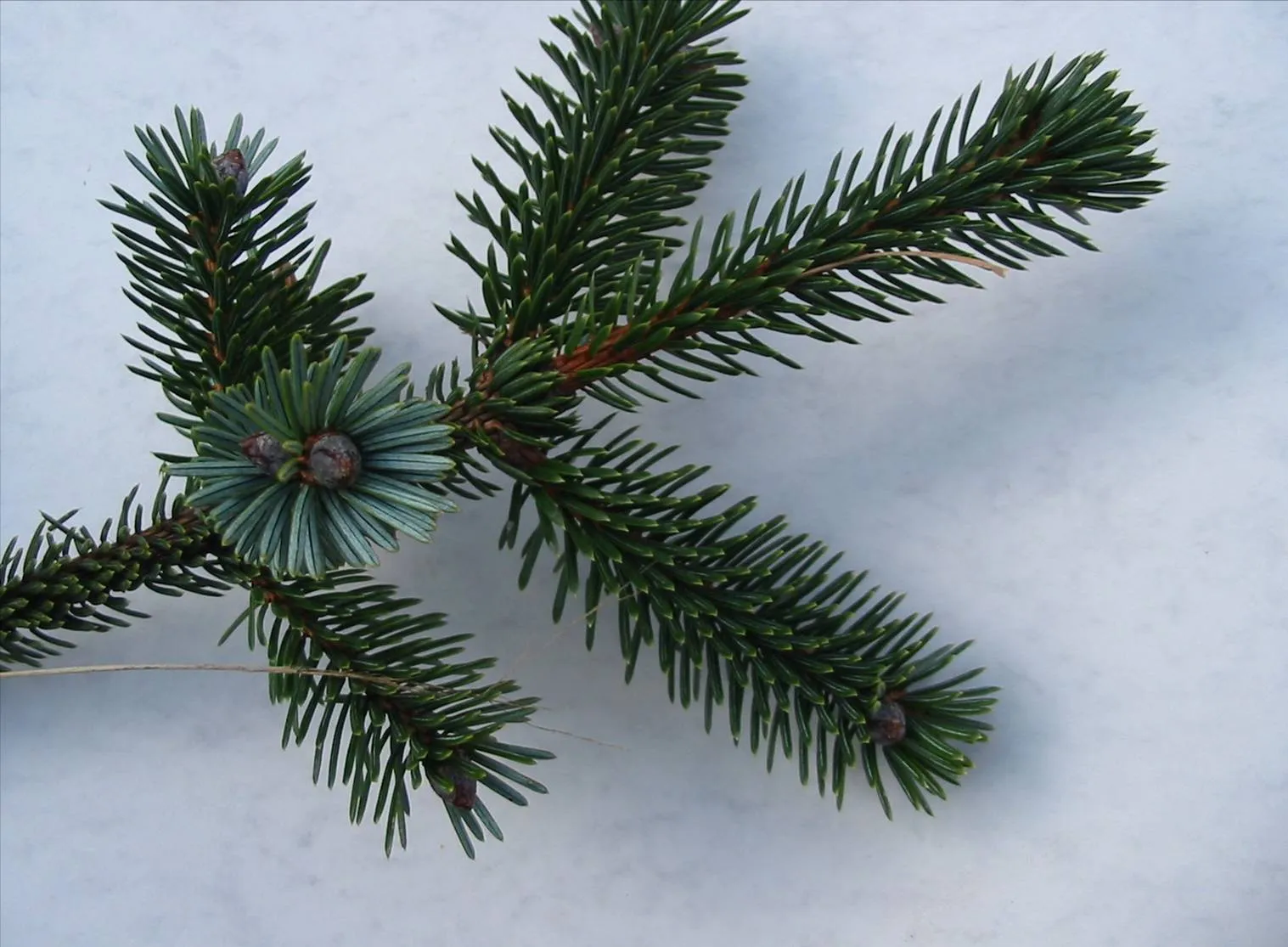 Sitka Spruce — photograph 2