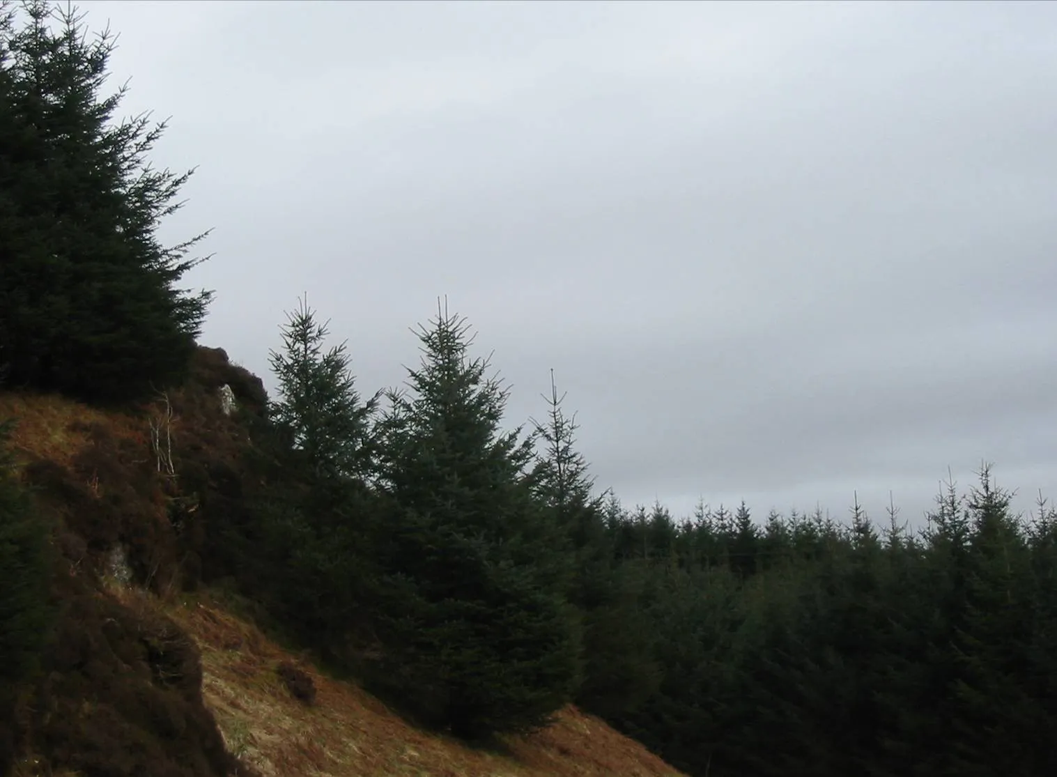 Sitka Spruce — photograph 3