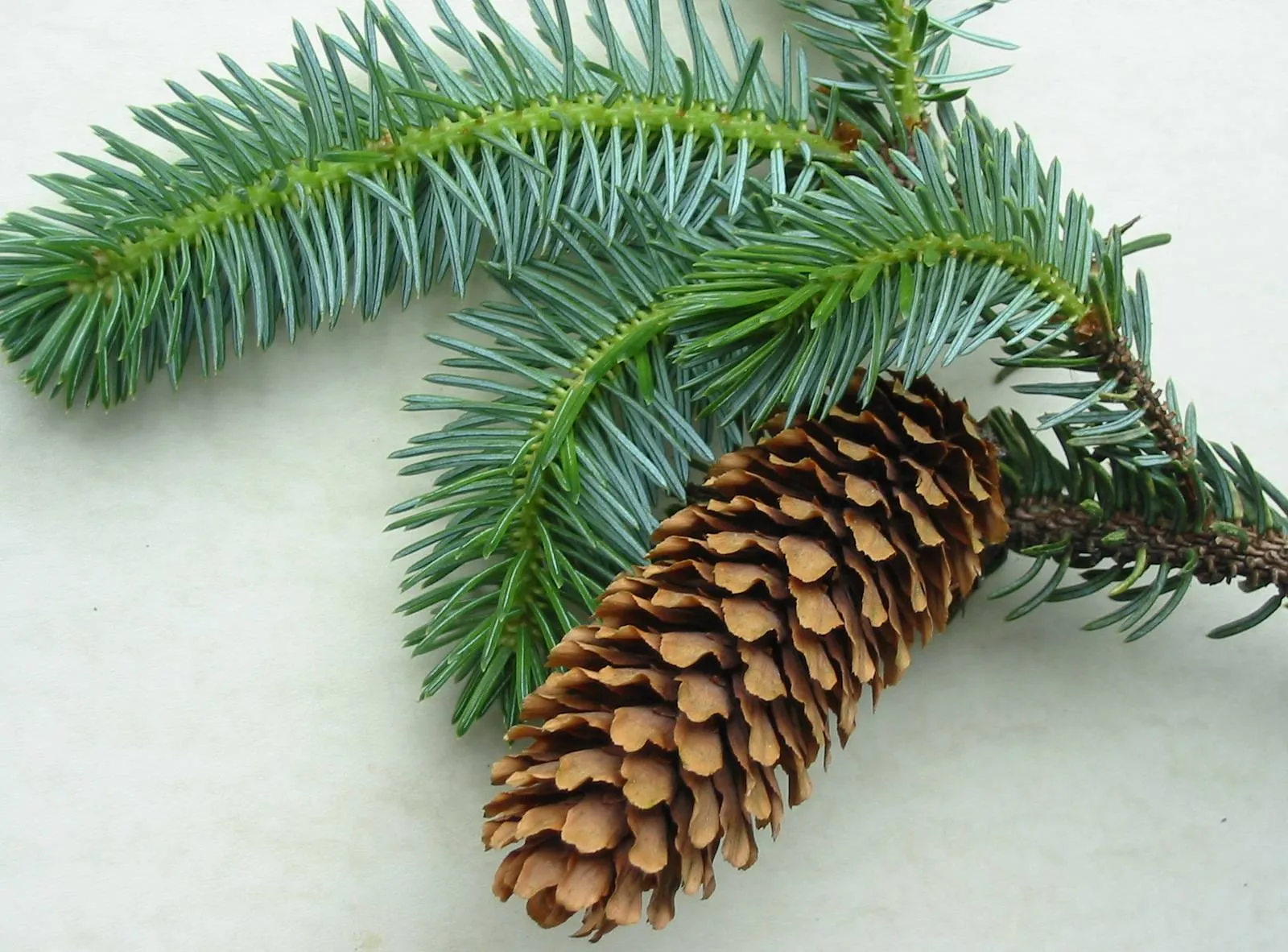 Sitka Spruce — photograph 4