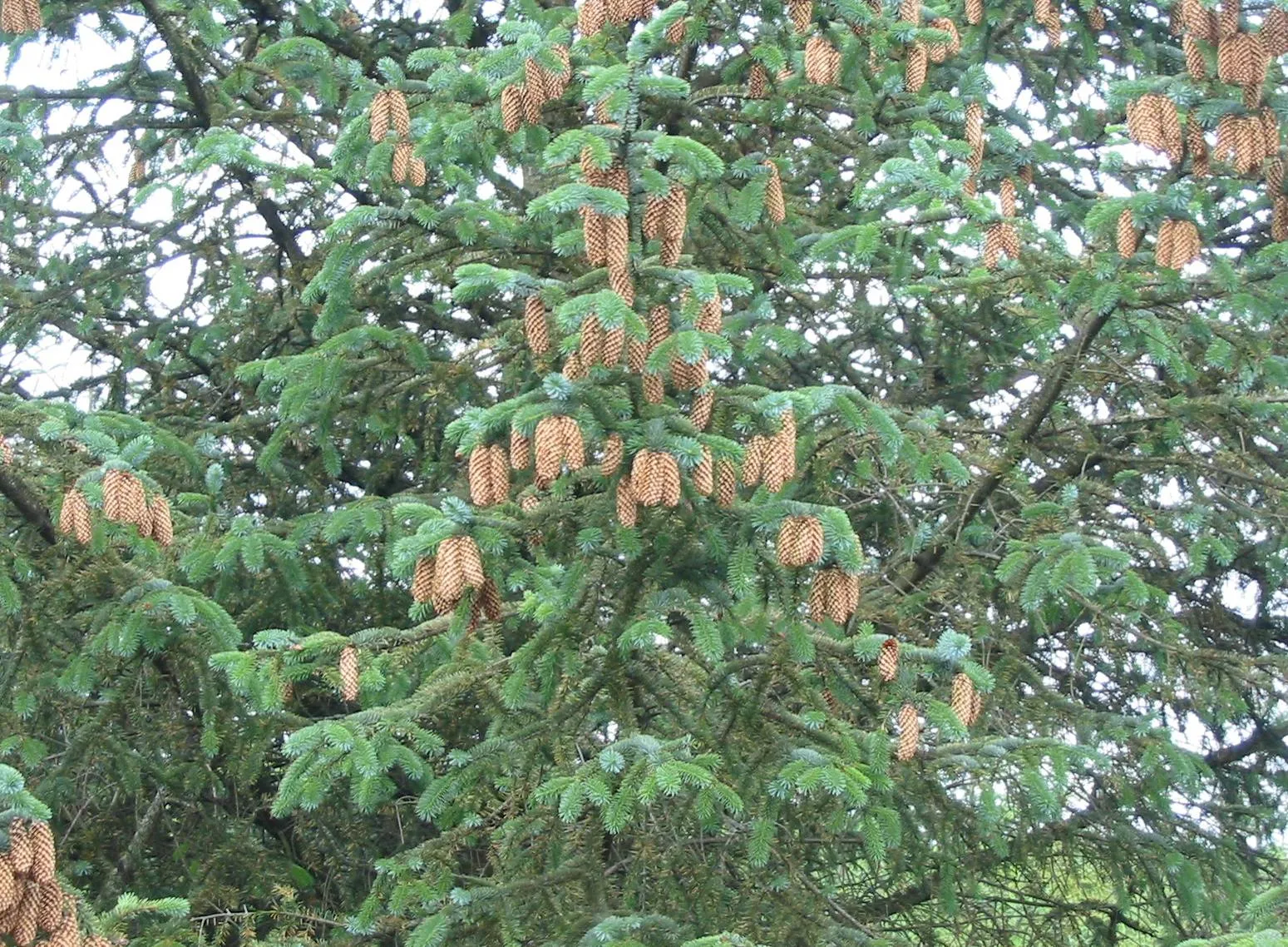 Sitka Spruce — photograph 5