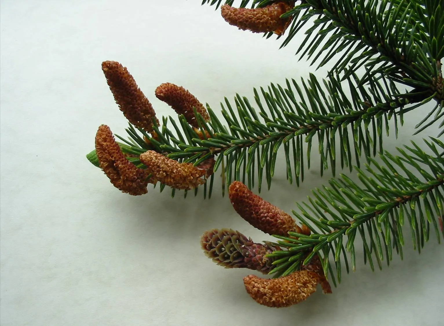 Sitka Spruce — photograph 6