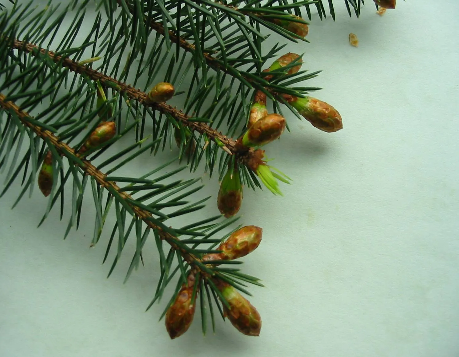 Sitka Spruce — photograph 7