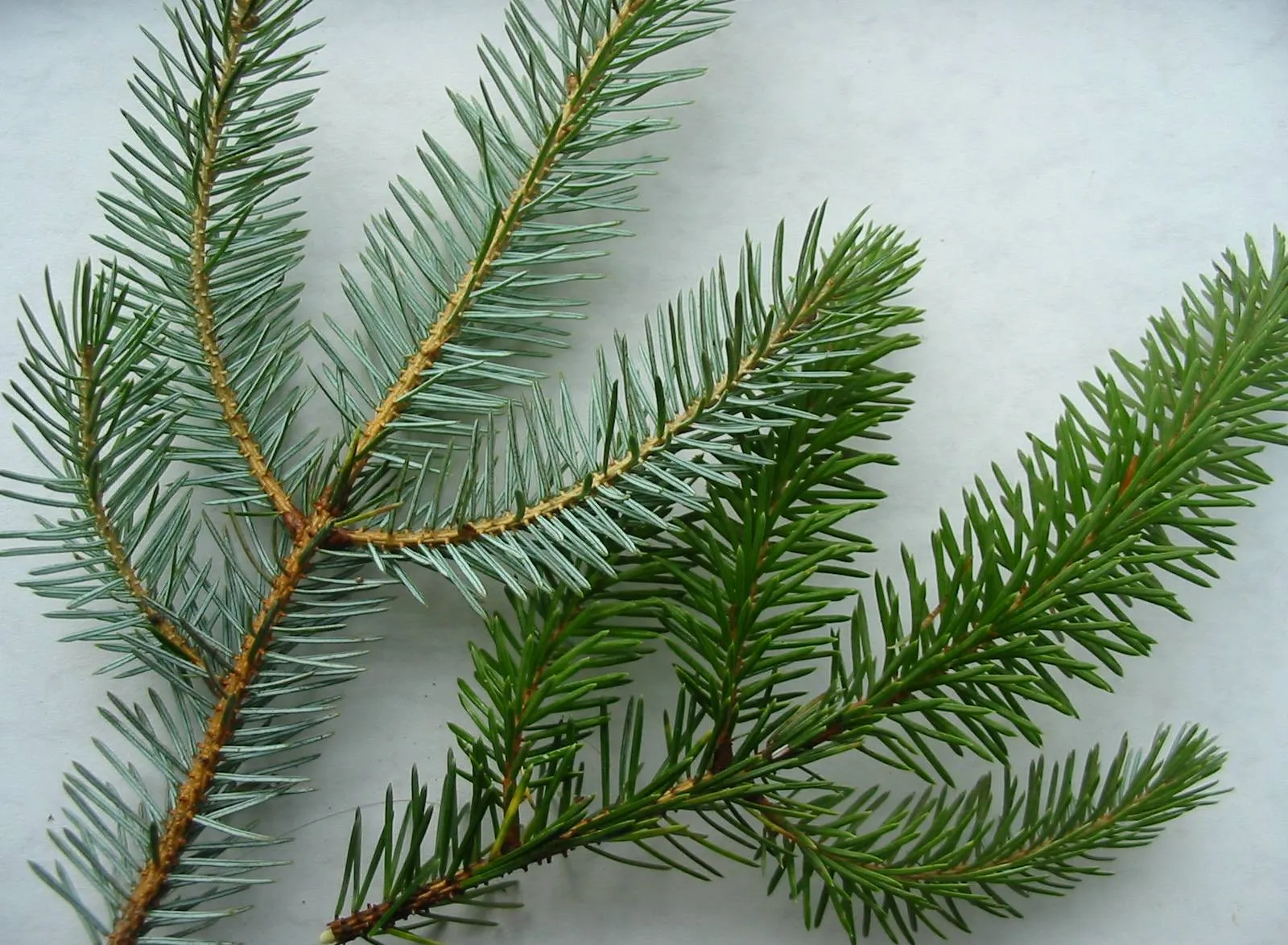 Sitka Spruce — photograph 8