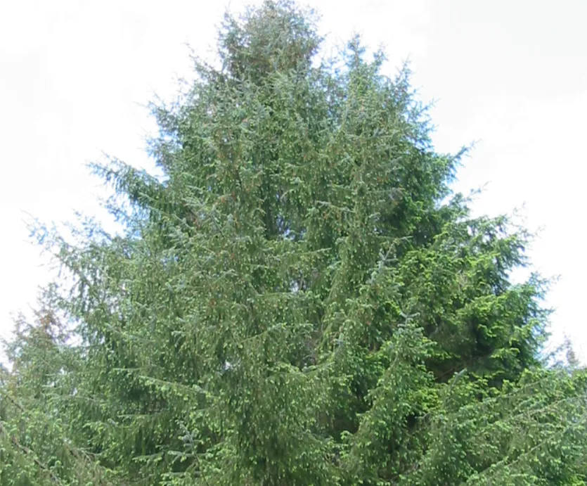 Sitka Spruce — photograph 9