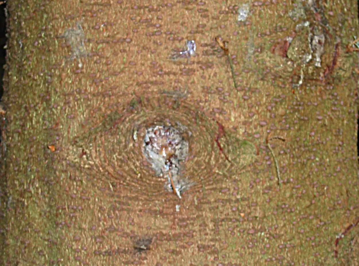 Sitka Spruce — photograph 10