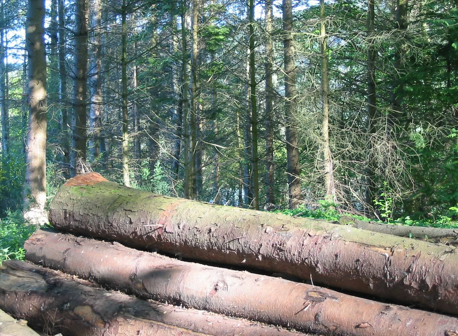 Sitka Spruce — photograph 11