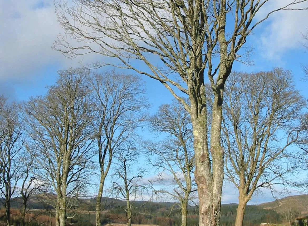 Sycamore
